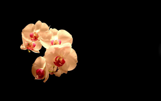 1585040 (a): :1920x1200